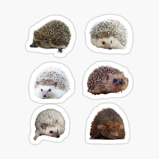 Discover Cute Hedgehog Set