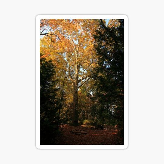 Discover The Lonely Tree in the Forest
