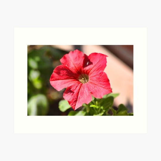 Discover Lonely Petunia