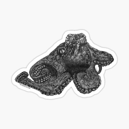 Discover Paul the Octopus