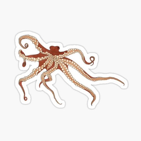 Discover Rad Orange Octopus