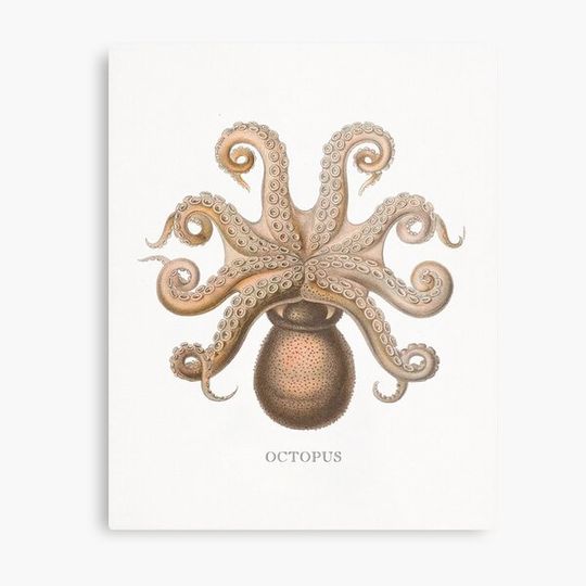 Discover octopus