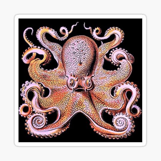 Discover Octopus Vulgaris Orange Pink