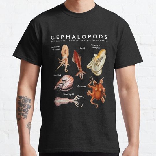 Discover The Cephalopod Octopus