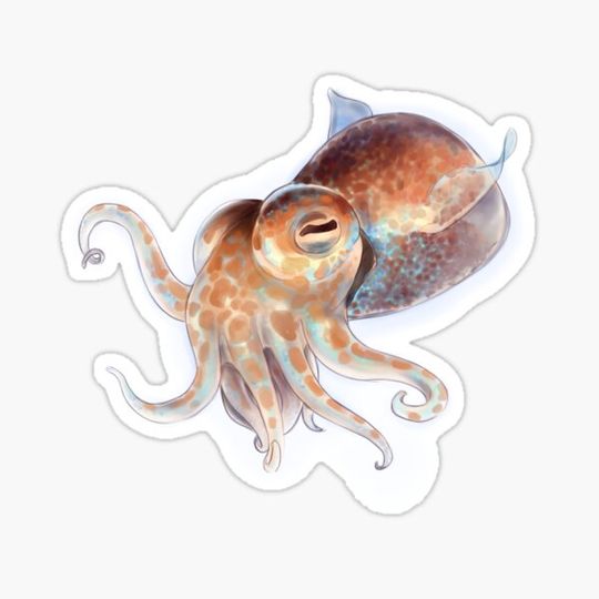 Discover Cuddlefish