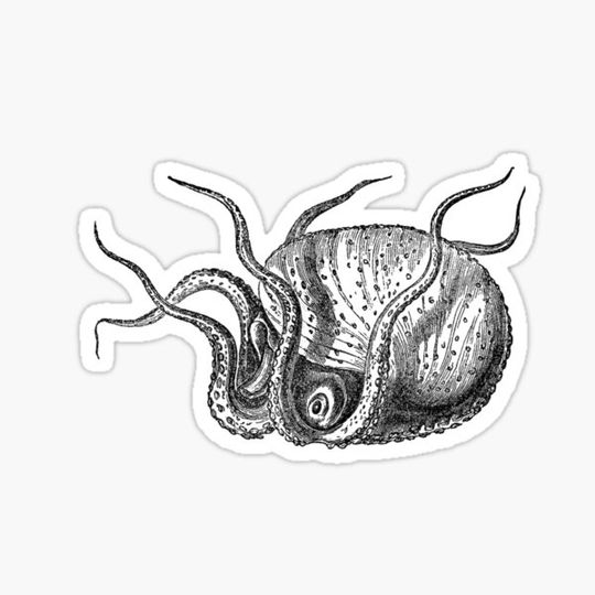 Discover Cephalopod