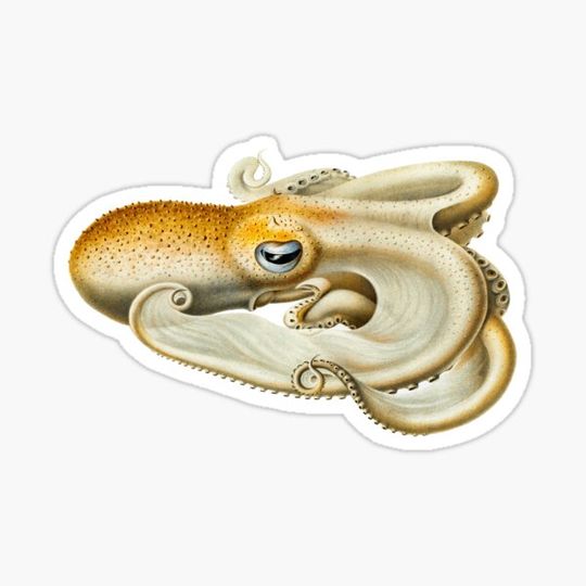 Discover Realistic Octopus Illustration