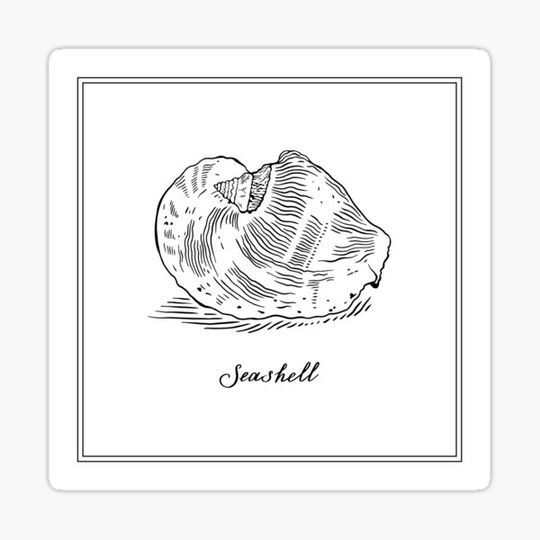 Discover Big Seashell. Black and white marine mollusc illustration.
