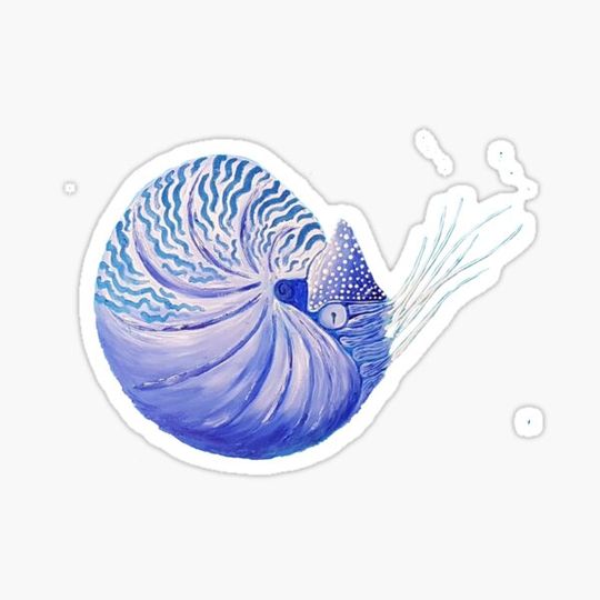 Discover Nauti shell