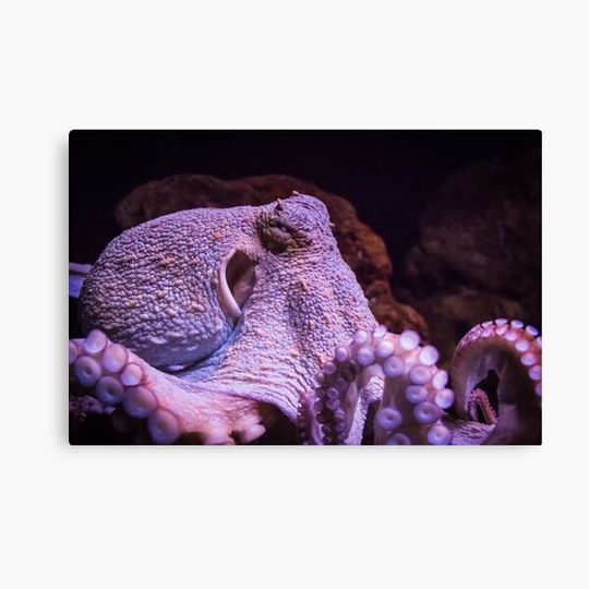 Discover Portrait of an octopus