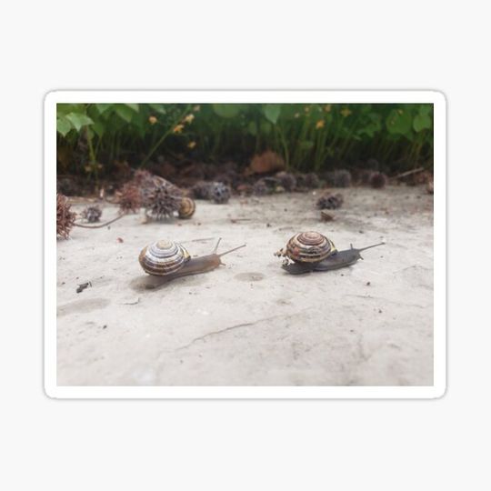 Discover Snailed It
