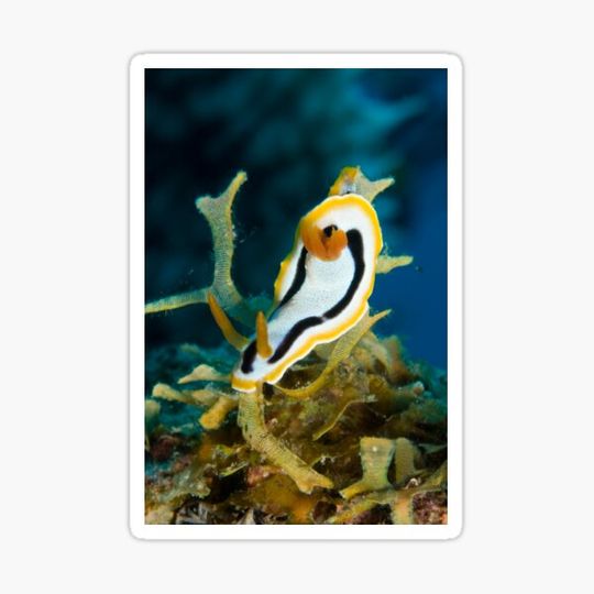 Discover Chromodoris annae, Kimbe Bay, Papua New Guinea