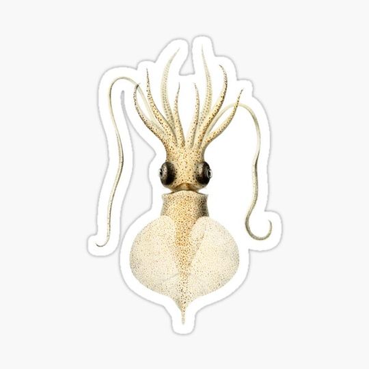 Discover Octopus four