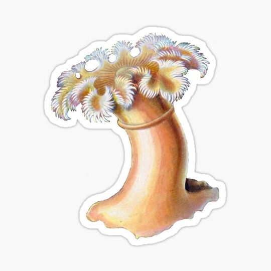 Discover Ernst Haeckel - Sea Anemone Sticker
