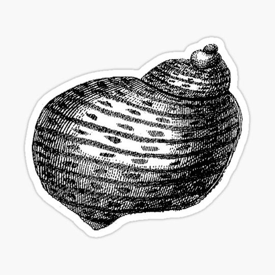Discover Woven Shell