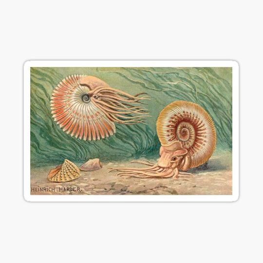 Discover Ammonoid illustration by Heinrich Harder