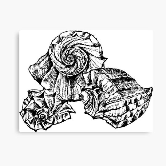 Discover shells2