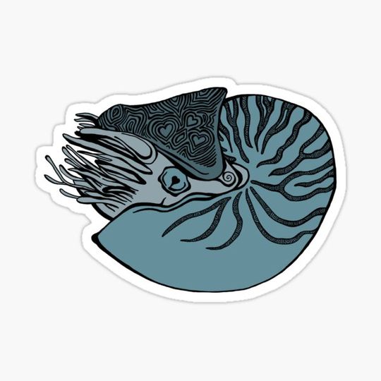 Discover Love Nautilus Colour Variation #1