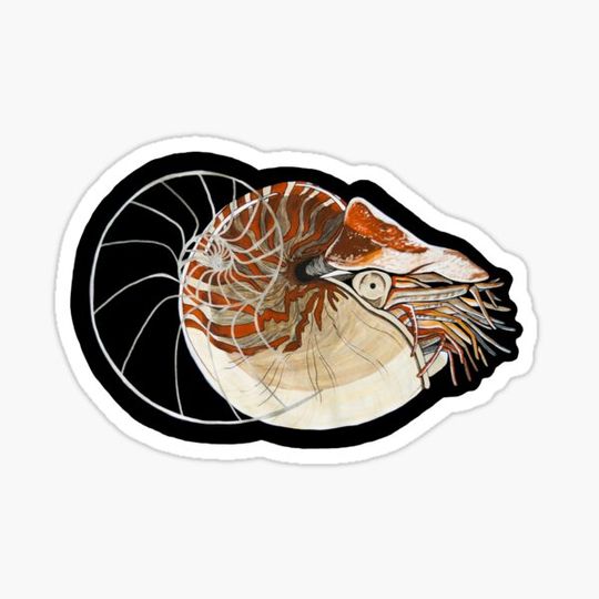 Discover Nautilus