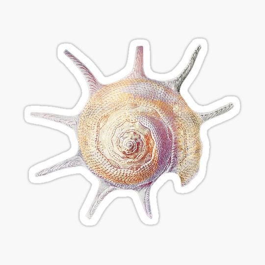 Discover Vintage colorful seashell 2