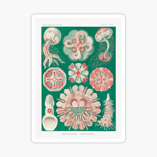 Discover Jelly Fish Vintage Ocean Illustration