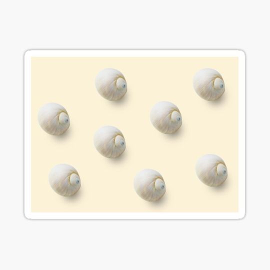 Discover Empty sink of sea mollusc pattern