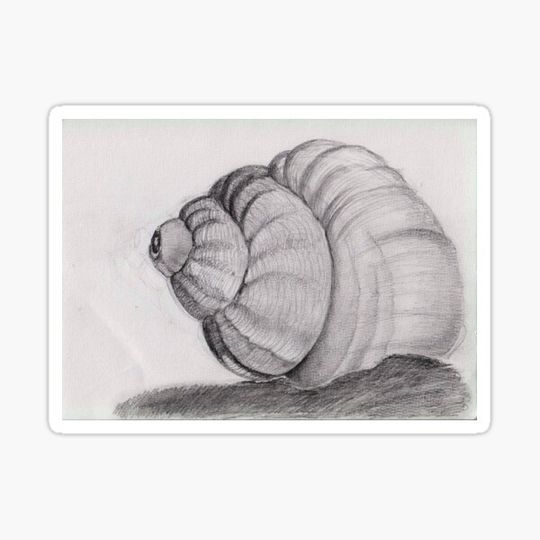Discover Shell Sketch