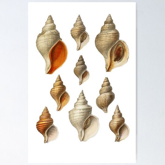 Discover Molluscs of the Northern Seas 2