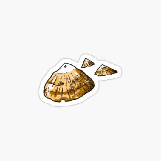 Discover Limpet shells