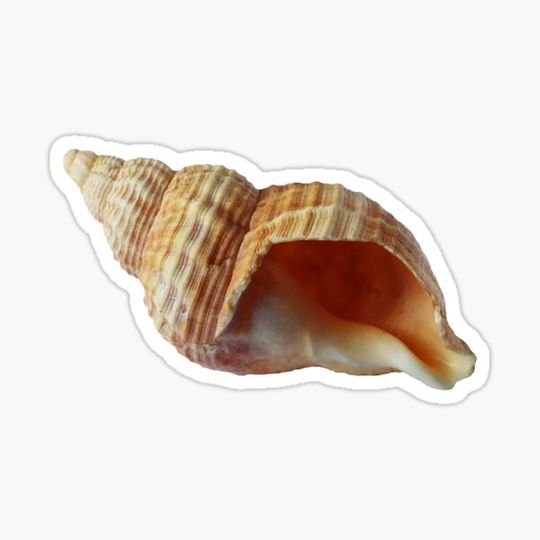 Discover Seashell