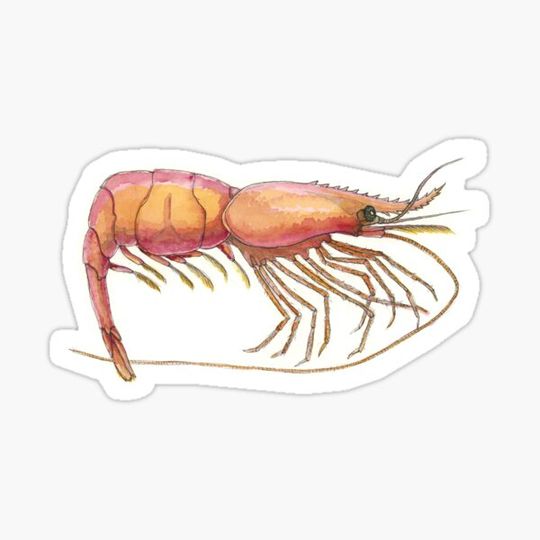 Discover Northern Shrimp (Pandalus borealis)