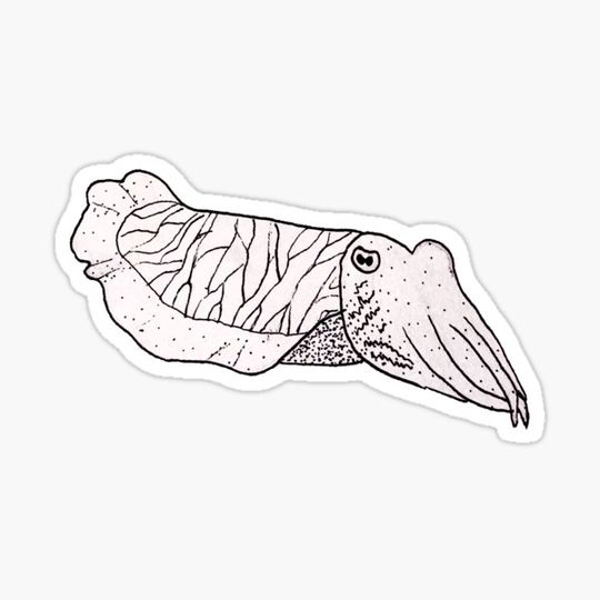 Discover Cuttlefish