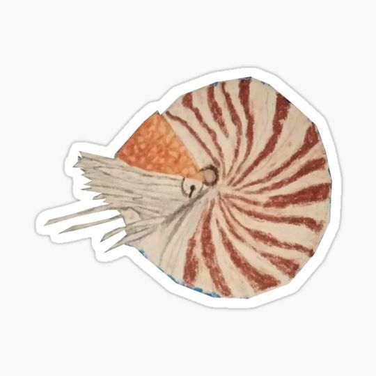 Discover nautilus