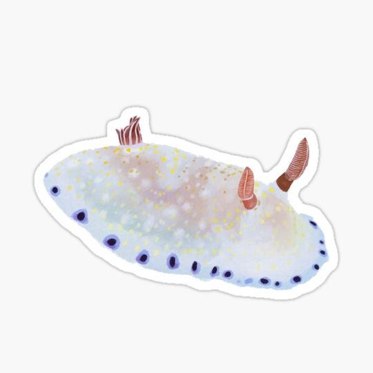 Discover Nudibranch - sea slug - Goniobranchus aureopurpureus