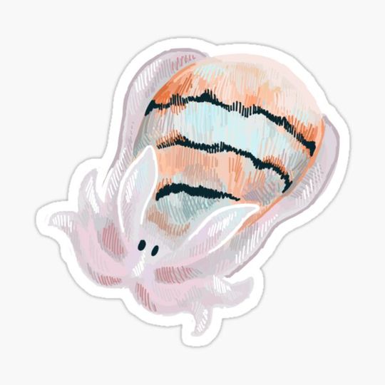 Discover hydatina amplustre