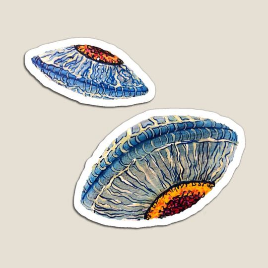 Discover Diatoms