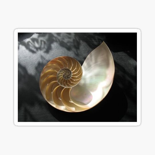 Discover Chambered Nautilus