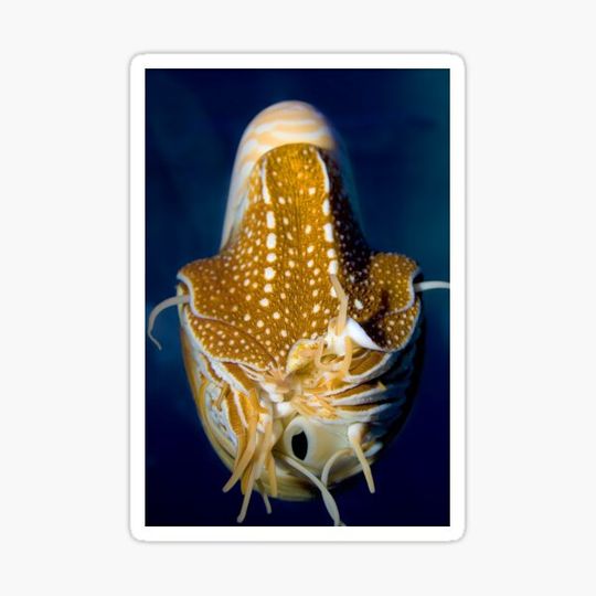 Discover Nautilus floating in the underwater ocean