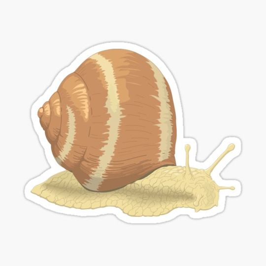 Discover Snail