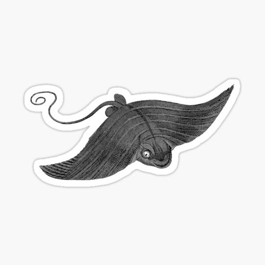 Discover black and white manta ray