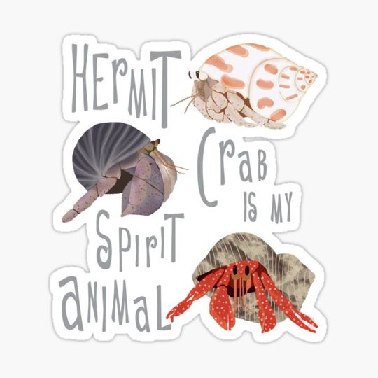 Discover Hermit Crab is My Spirit Animal