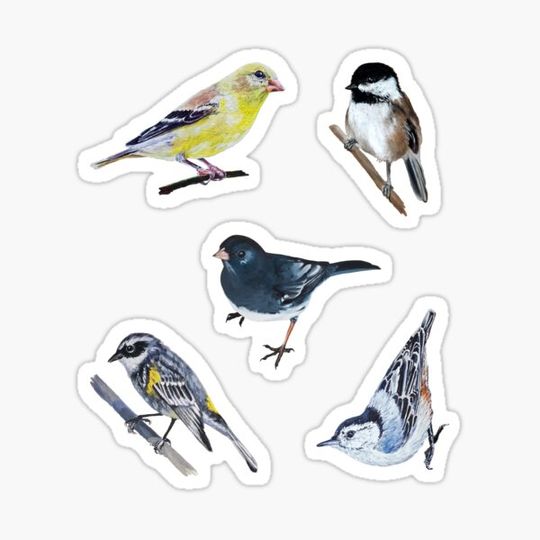 Discover Little Birds Sticker Set