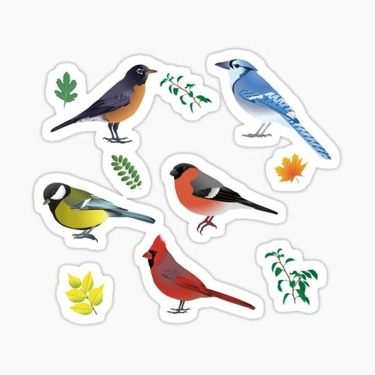 Discover Birds