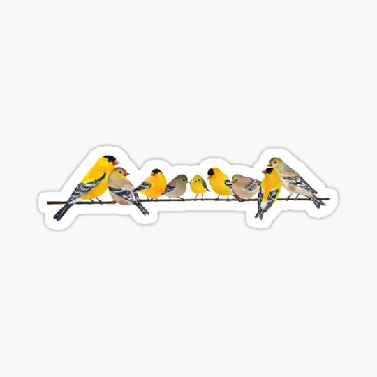 Discover America Goldfinch Family
