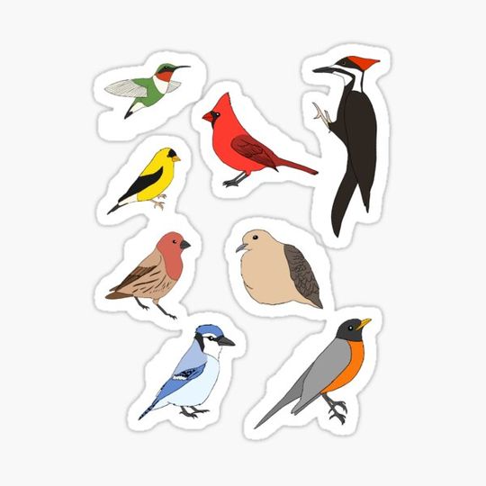 Discover Backyard Birds