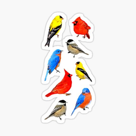 Discover BACKYARD BIRD MONTAGE