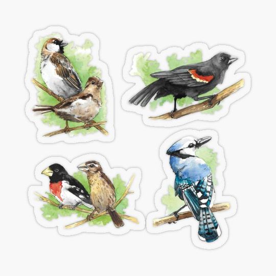 Discover North American Backyard Birds Pack - Blue Jay, Red-winged Blackbird, Rose-Breasted Grosbeak, and House Sparrows