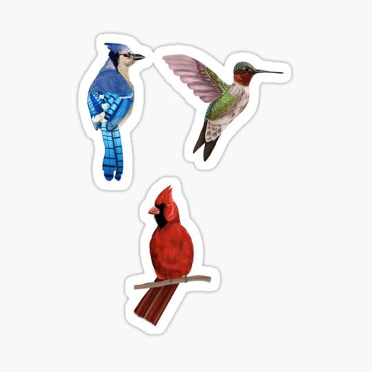 Discover Bird set