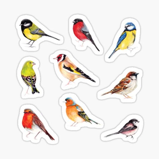 Discover Watercolour Garden Birds Collection