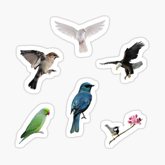 Discover Birds sticker pack